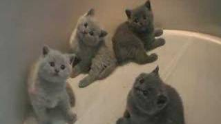 British Shorthair Kittens  blue and lilac [upl. by Tterrag475]