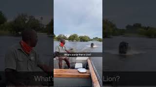 Hippo chases boat 😨 safari boat hippo [upl. by Lindholm543]