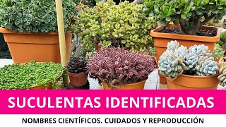 Parte 1 SUCULENTAS IDENTIFICADAS  Nombres científicos cuidados y reproducción [upl. by Eidolem]