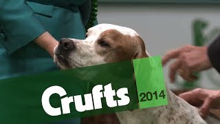 Group Judging  Gundog  Crufts 2014 [upl. by Yahska]