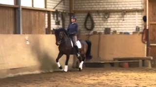 Abrodite 11yearold FEI Dressage horse for sale [upl. by Knapp]