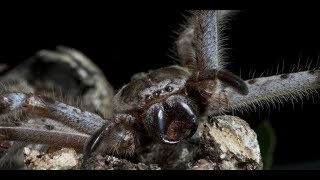 brutal Phalangeriformes Giant huntsman spider eating pygmy possum [upl. by Ellerred]