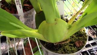 Oncidium Orchid care removing old bloom spike and how it reblooms [upl. by Jarret]