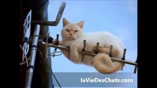 Une astuce contre un pipi de chat 🐱 sur le lit [upl. by Bick]