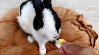 Cute rabbit eating Banana [upl. by Dirraj230]