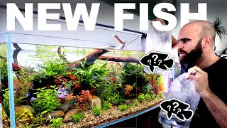 INSANE NEW FISH 4ft No Filter Aquarium [upl. by Adnawak725]