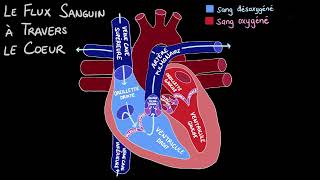 La circulation sanguine dans le cœur [upl. by Ecyor403]