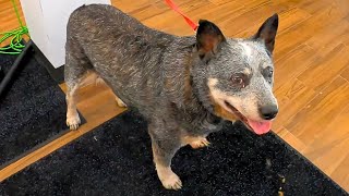 SEVERELY Overweight Cattle Dog Groom [upl. by Grizel]