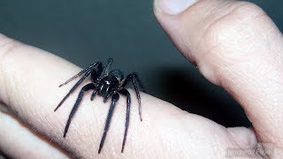 Burke Museum spider expert on bites house spiders and webs [upl. by Hersh890]