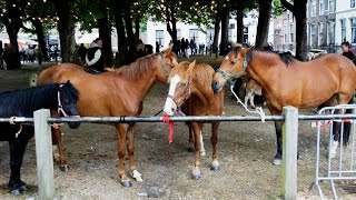 Paardenmarkt  2e Pinksterdag  Heenvliet 2015 [upl. by Redneval113]