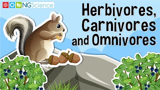 Herbivores  Carnivores  Omnivores  Types of Animals [upl. by Sadinoel]