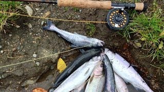 Fly Fishing for Landlocked Salmon in Anchorage Alaska [upl. by Yuzik]