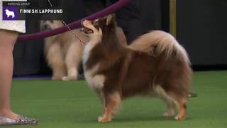 Finnish Lapphunds  Breed Judging 2020 [upl. by Gunar596]