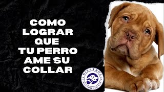 Como lograr que tu perro ame el collar [upl. by Eiramassenav]