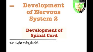 Development of Spinal Cord [upl. by Ailsa451]