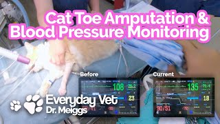 How to Interpret Diastolic amp Systolic Blood Pressure During a Cat Toe Amputation Surgery [upl. by Elleral]