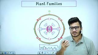 L7 Plant Families Fabaceae Solanaceae amp Liliaceae  Morphology in Flowering Plants 11th Class [upl. by Sussna]