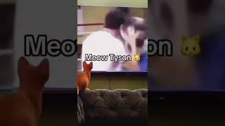 Meaow Tyson 🥊 miketyson boxing cat funny shorts [upl. by Ames]