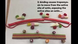 Sliding Filament Theory  explained by candy [upl. by Zuckerman]