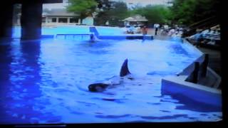 SeaWorld1995 [upl. by Ellecrag]