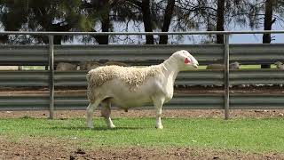 LOT 76  WHITE DORPER RAM 221971 [upl. by Atterrol582]