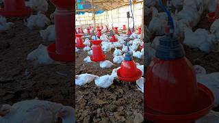 38 days poultry farm chicken chicksgrowthdaybyday [upl. by Ludwigg]