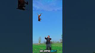 ❌ Belgian Malinois Mastering High Jumps and Speed germanshepherd doglover puppy dogtraining [upl. by Nedry623]