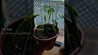 Las plantas se mueven nastias bonsai plantas🌱🤭 bonsai nastia plantas profesoresentiktok [upl. by Aicen738]