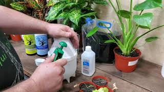 KILLING SPIDER MITES amp APHIDS DEAD wwwliquidirtcom for how to keep plants healthy [upl. by Lakym]