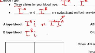 86 Codominance and Multiple Alleles [upl. by Pedaias744]