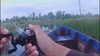 Casting toman bunga rawa Kalimantan ‼️ CASTING KERANDANG  Episode 97 Mancing Ikan Kerandang [upl. by Drofiar]