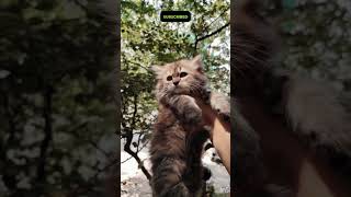 Kittens available in hyderabad 9247877251 ytshortindia youtubeindia catshorts catspersiancat [upl. by Arratal898]