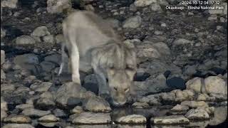 YouTube Okaukuejo Resort Wildlife Waterhole Live camera stream nwrnamibia [upl. by Eirehs371]