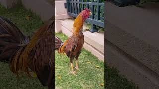 Adorable Rooster Daily Routine The Lovely Pet You Never Knew You Needed Rooster RoosterLover [upl. by Magnuson]