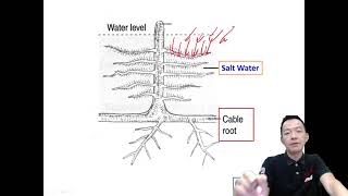 Form5 Biology Chapter7 Adaptation of Plants in Different Habitats Adaptive Features of Halophytes [upl. by Nylrac]