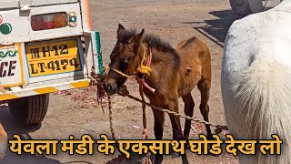 येवला घोडा मंडी । Yeola Horse Market  Cheapest horse market in India [upl. by Neerac]