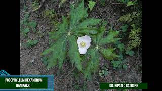 Podophyllum hexandrum Bankakri  Anti Cancerous wonder Plant [upl. by Ahsrop]