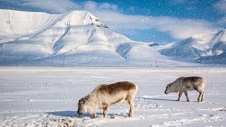 Svalbard Travel [upl. by Anatnahs850]