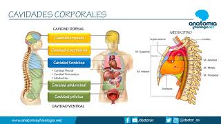 CAVIDADES CORPORALES  Resúmenes de Anatomía y Fisiología [upl. by Anatnahs301]