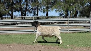 LOT 67 231714 DORPER RAM [upl. by Maryrose]