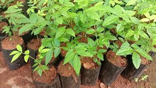 Ailanthus triphysa Ailanthus malabarica a fast growing evergreen rainforest tree seedlings [upl. by Nedarb]