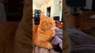 Orange cat behavior misterjerry [upl. by Giuliana]