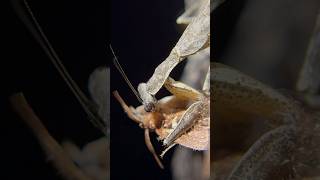 CAMO MANTIS EATS MOTH mantis insects [upl. by Atinod716]