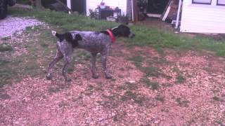 Ginger stalking a cat German Shorthaired Pointer [upl. by Nomma]