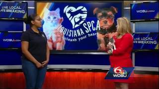 LASPCA gears up for Give Nola Day [upl. by Siloa]