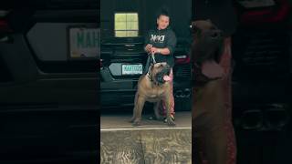 Pawsome Tricks Dogs Doing the Unexpected americanbully dogtrainingfundamentals [upl. by Yaya]