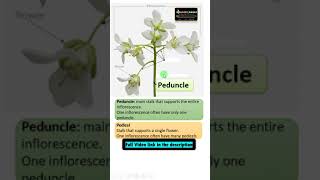 Difference between Peduncle and Pedicel [upl. by Yadseut]