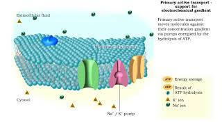 Primary Active Transport  electrochemical gradient and ion transport  water movement [upl. by Elisabetta151]