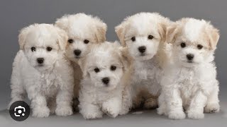 The bichon dog [upl. by Meridel]