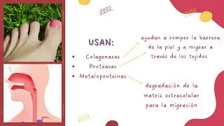 mecanismos de patogenicidad  Ancylostoma caninum [upl. by Juli942]